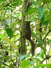 Sciurus aestuans