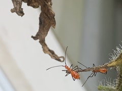 Leptoglossus zonatus