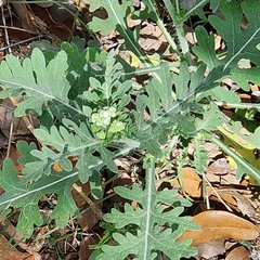 Parthenium confertum