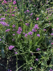 Verbena bonariensis