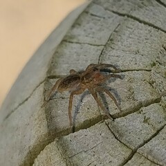 Trochosa