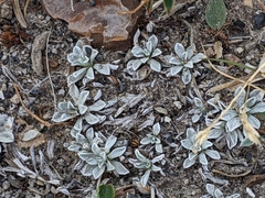 Antennaria parvifolia