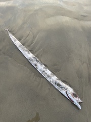 Lepidopus caudatus