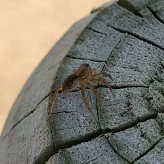 Trochosa