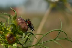 Eriothrix rufomaculata