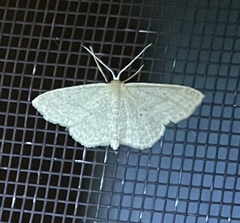 Scopula inductata