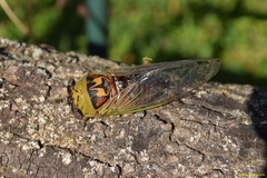 Megatibicen pronotalis