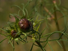Eriothrix rufomaculata