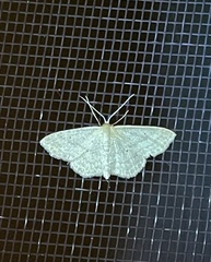 Scopula inductata