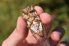 Megatibicen pronotalis