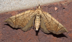 Eulithis