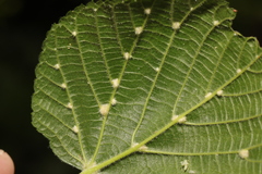 Eriophyes exilis