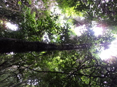 Astrocaryum mexicanum