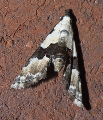 Nigetia formosalis