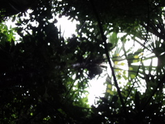 Astrocaryum mexicanum