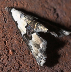 Nigetia formosalis