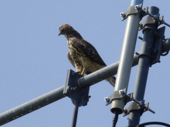 Buteo lineatus