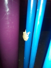 Hyla versicolor