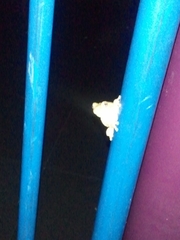 Hyla versicolor