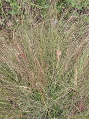 Eragrostis spectabilis
