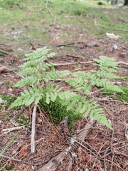 Dryopteris dilatata