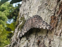 Hamadryas