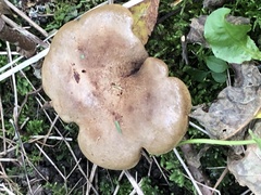 Suillus luteus