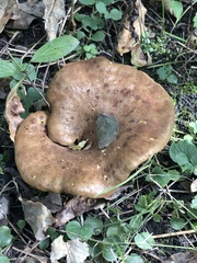 Suillus luteus