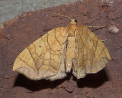 Eulithis