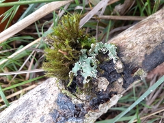Punctelia jeckeri
