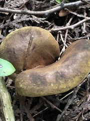 Suillus luteus