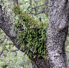 Pleopeltis polylepis