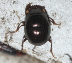 Pseudocanthon perplexus
