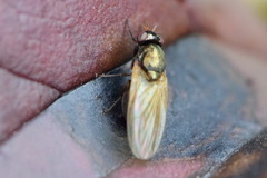 Calliopum
