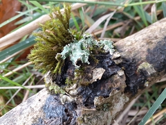 Punctelia jeckeri