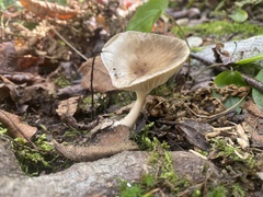 Ampulloclitocybe