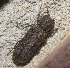 Lichenophanes bicornis