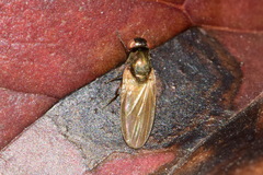 Calliopum