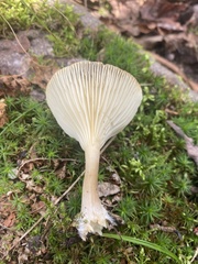 Ampulloclitocybe