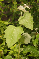 Populus