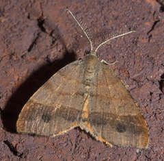 Mellilla xanthometata