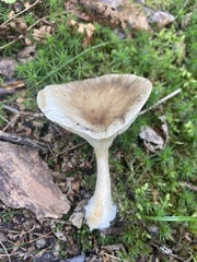 Ampulloclitocybe