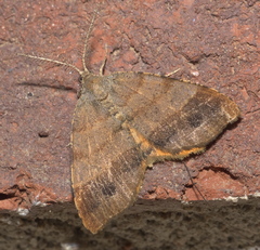 Mellilla xanthometata