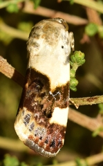 Acontia lucida