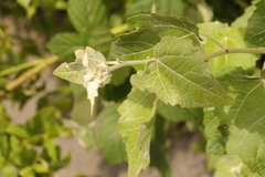 Populus