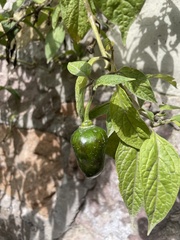 Capsicum pubescens