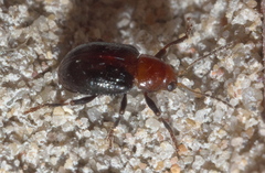 Paria