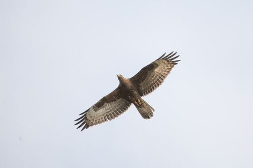 Abejero europeo (Pernis apivorus)