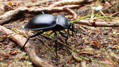 Carabus glabratus