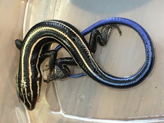 Plestiodon fasciatus